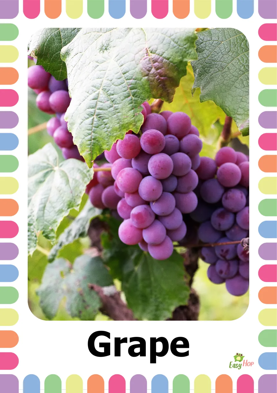 Grape flashcard: purple-pink grape bunches hanging among vine leaves, labeled Grape, for fruit naming and vocabulary