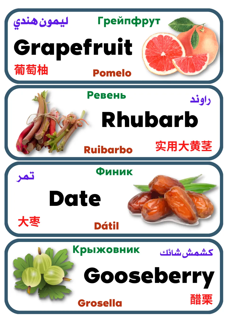 Multilingual fruit vocabulary cards 25–28: grapefruit, rhubarb, date, and gooseberry, with pictures and translations