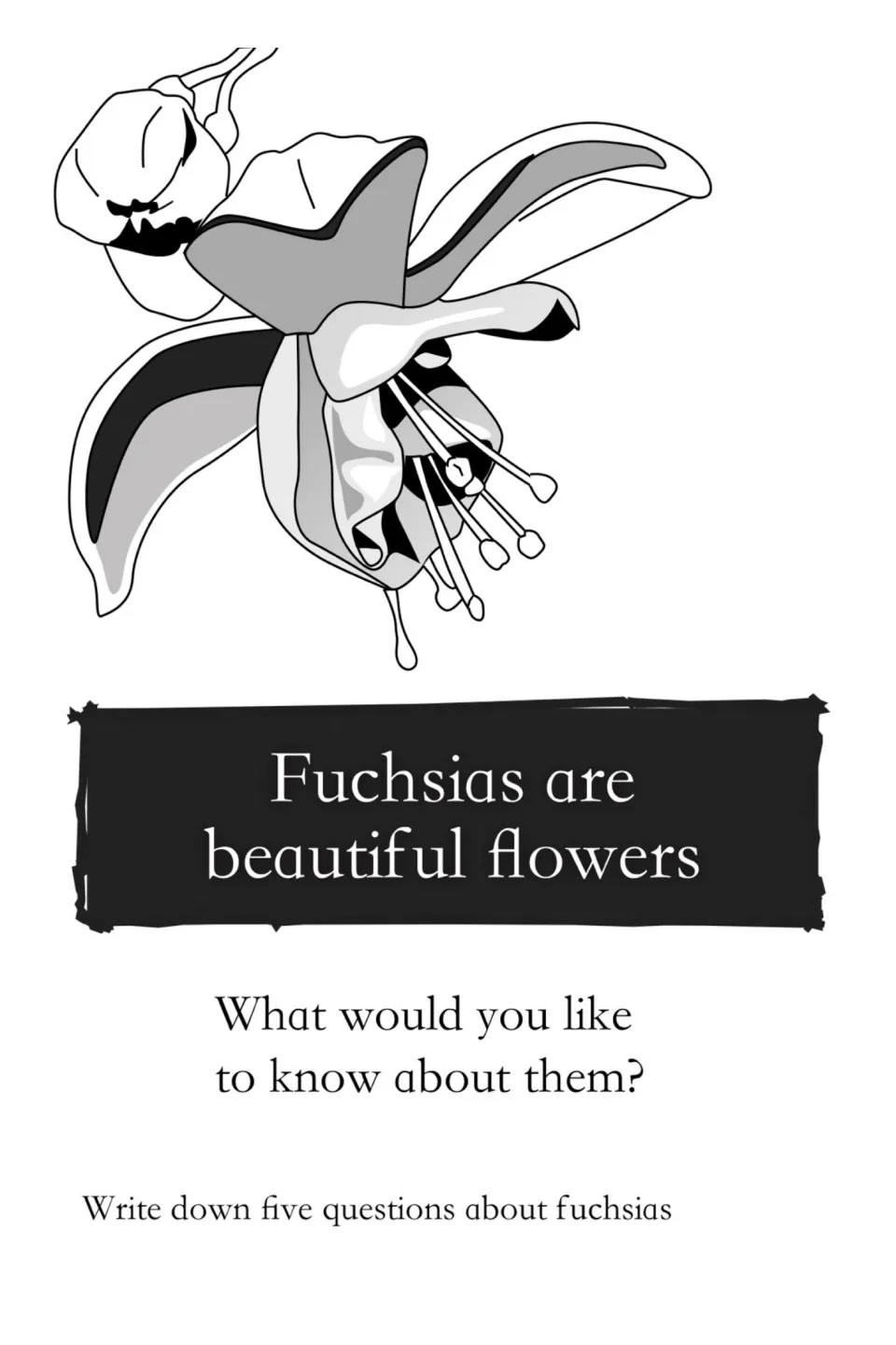 Fuchsia flower drawing asking what you would like to know about them; students write down five questions about fuchsias