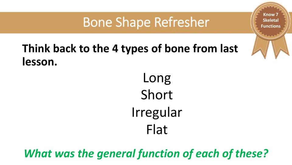 Bone Shape Refresher asks students to recall the general functions of long, short, irregular, and flat bones