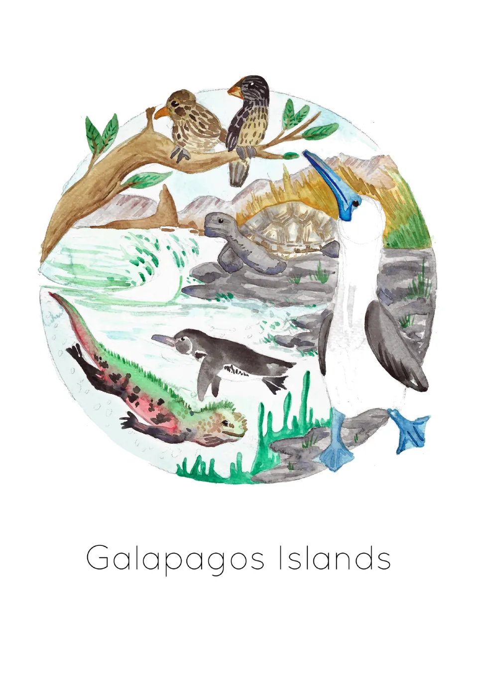 Unlabeled habitat poster showing six Galapagos animals, including two finches, a tortoise, and a penguin.