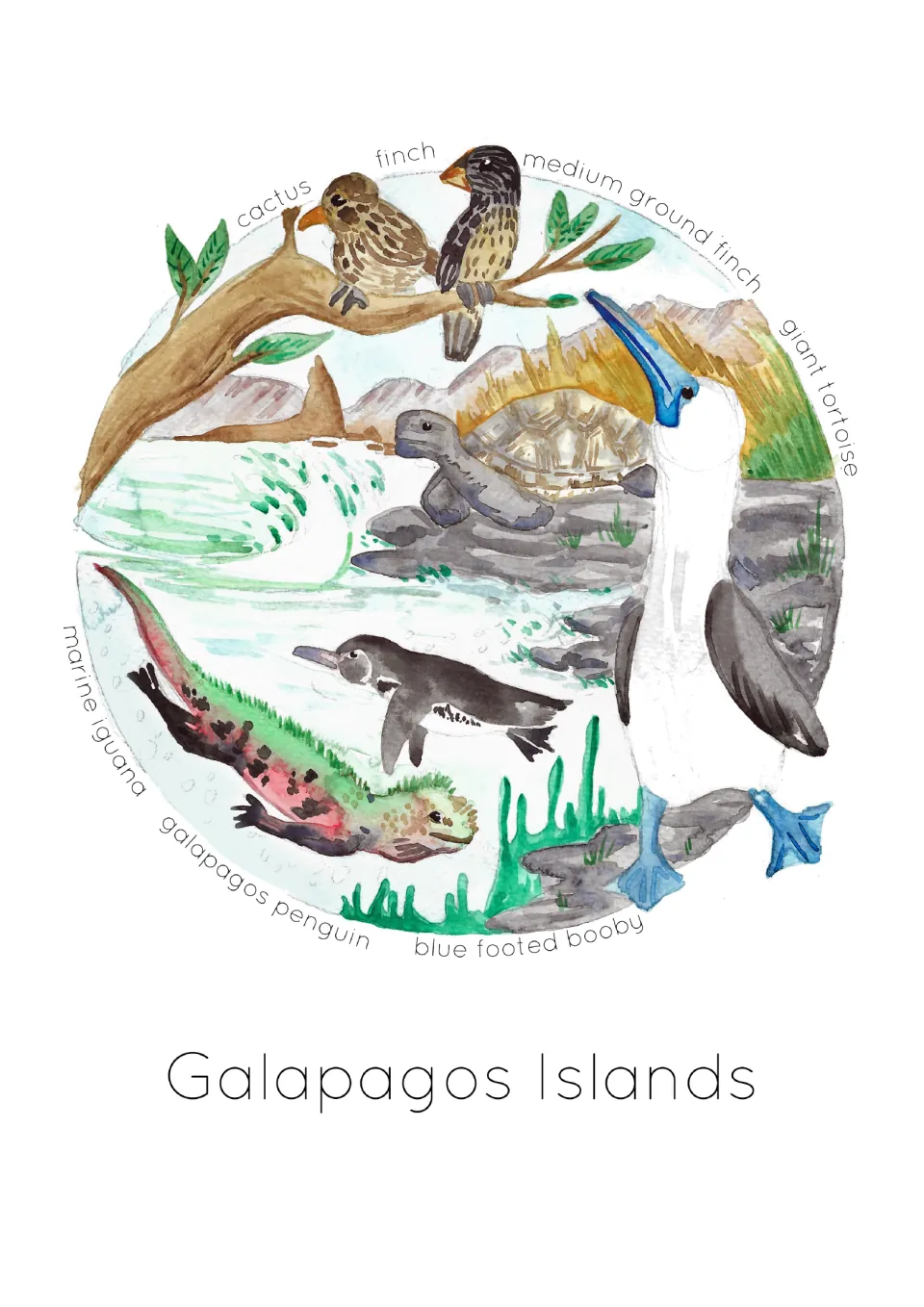 Labeled habitat poster naming cactus finch, medium ground finch, giant tortoise, and three more animals.