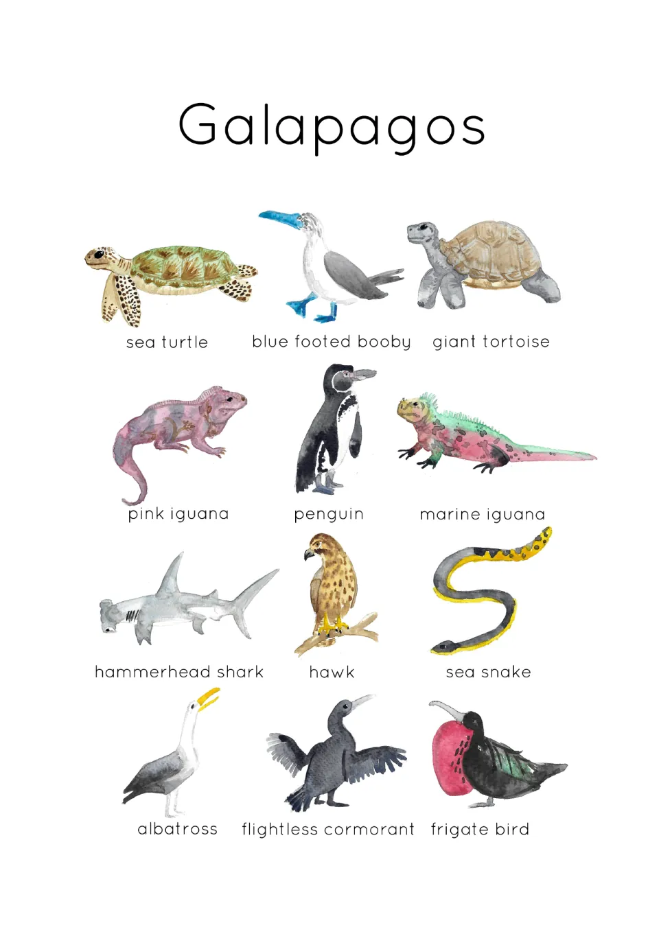 Identification poster showing all 12 Galapagos animals, including a sea turtle, penguin, hawk, and sea snake