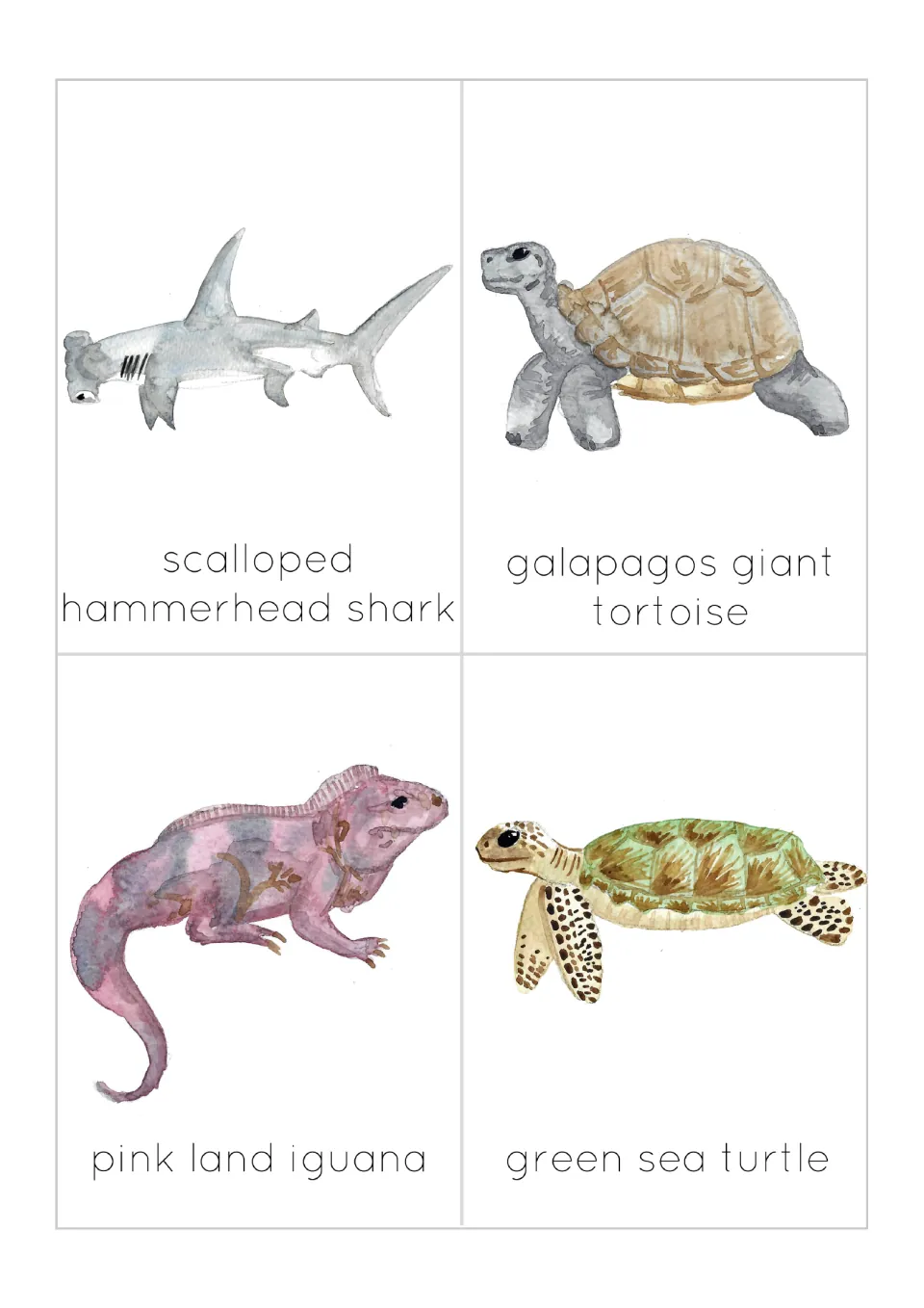 Wildlife flashcards 1–4: scalloped hammerhead shark, giant tortoise, pink land iguana, and green sea turtle