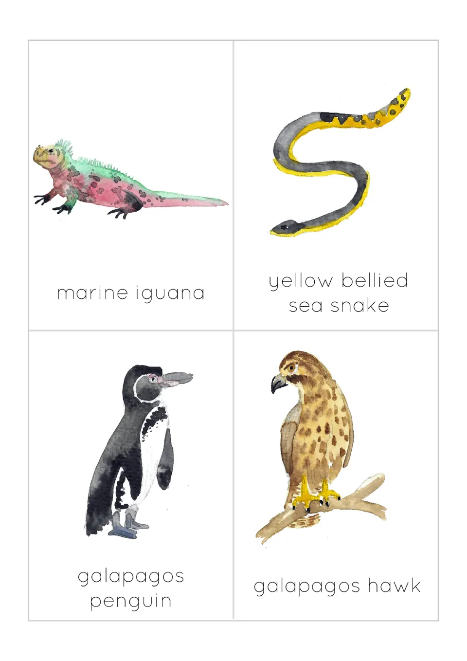 Wildlife flashcards 5–8: marine iguana, yellow-bellied sea snake, Galapagos penguin, and Galapagos hawk