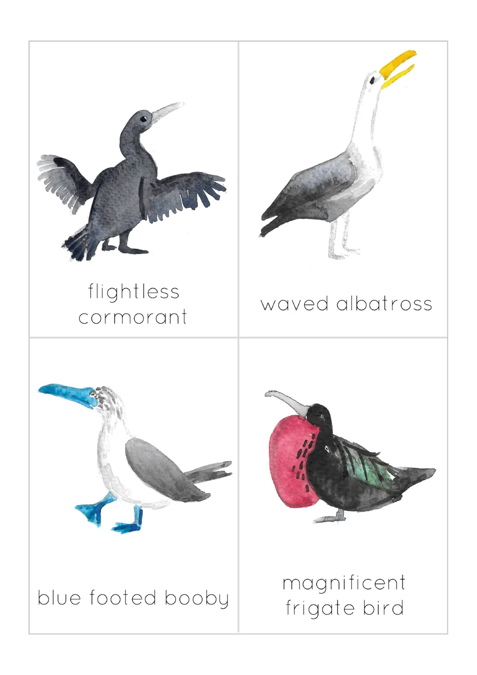 Wildlife flashcards 9–12: flightless cormorant, waved albatross, blue-footed booby, and frigate bird