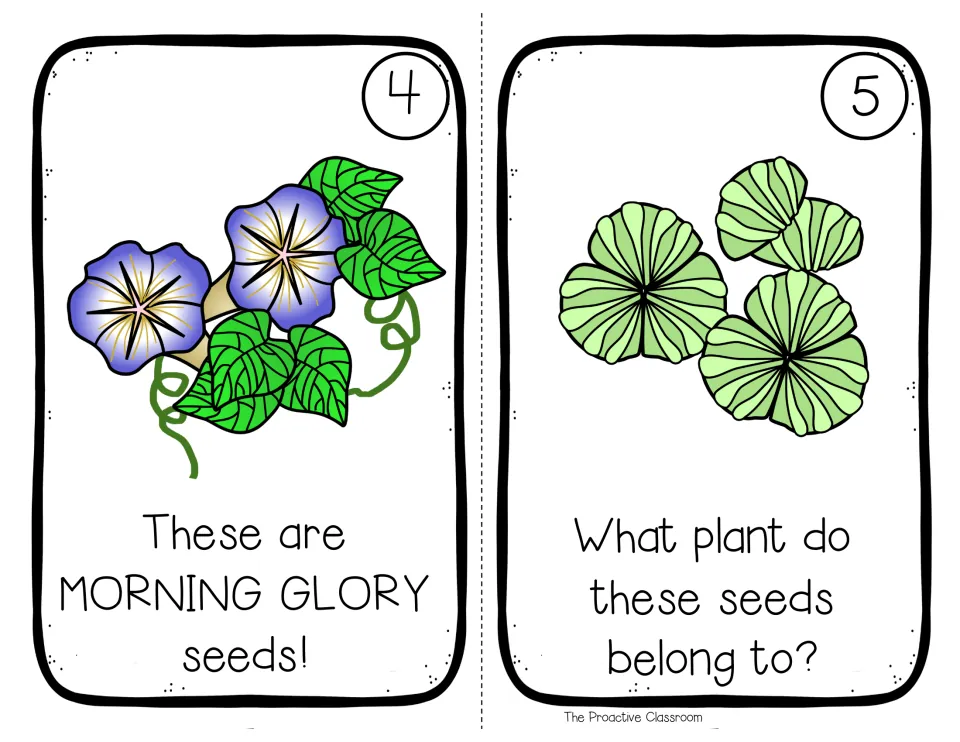 Whose Seeds? pages 4 and 5: morning glory flowers reveal the seeds, then green seeds pose a new what-plant question