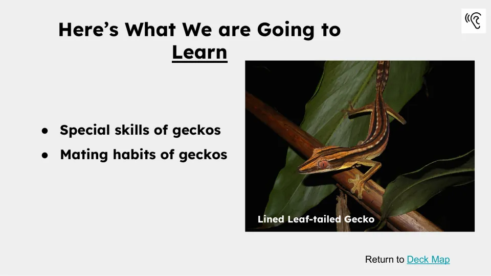 Learning preview naming special skills and mating habits of geckos, with a labeled lined leaf-tailed gecko