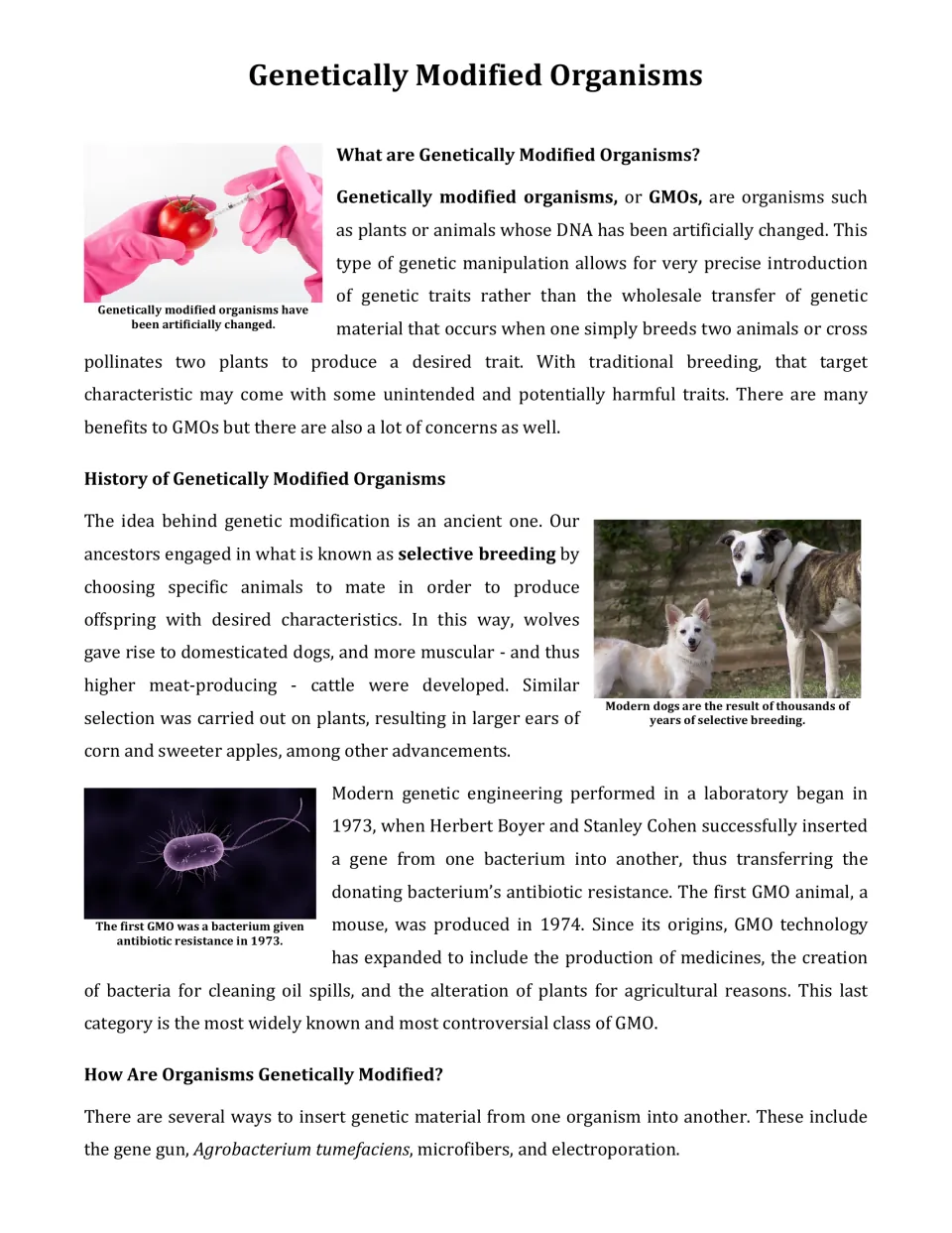GMO article opener: students read what GMOs are, the history of selective breeding and 1973 Boyer and Cohen experiment