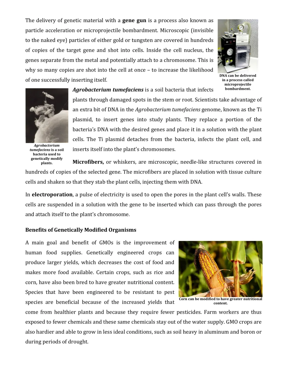 Gene transfer methods: students read about the gene gun, Ti plasmid, microfibers, electroporation and GMO crop benefits