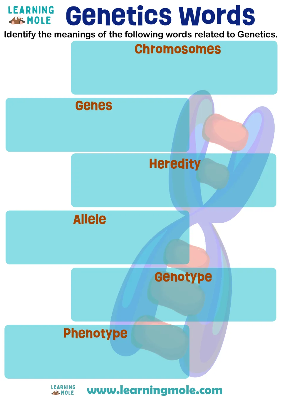 Genetics vocabulary: students write the meanings of chromosomes, genes, heredity, allele, genotype and phenotype