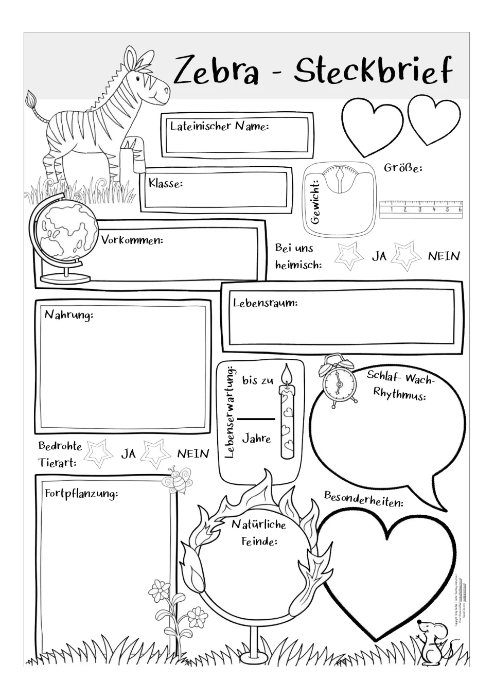 Black-and-white German zebra fact sheet asking about lifespan, reproduction, natural enemies, and sleep.
