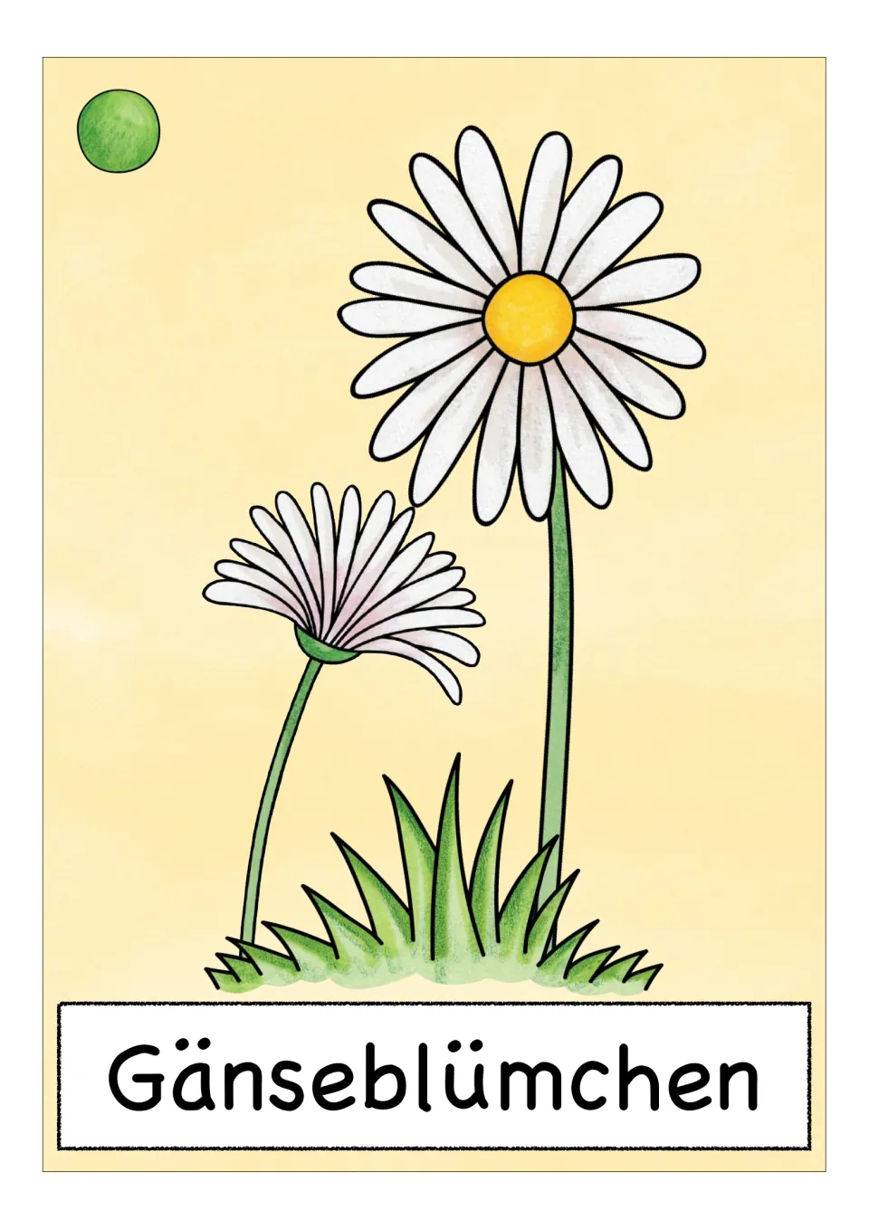 German flower vocabulary card labeled 'Gänseblümchen' (daisy), showing two white flowers with green stems