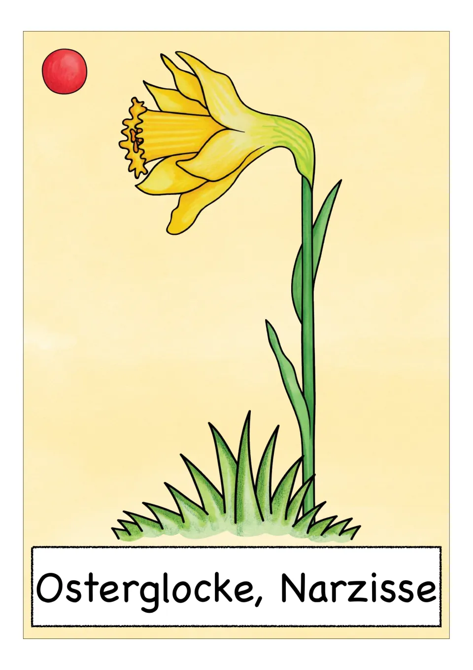 German flower vocabulary card labeled 'Osterglocke, Narzisse' (daffodil), showing a yellow trumpet-shaped bloom