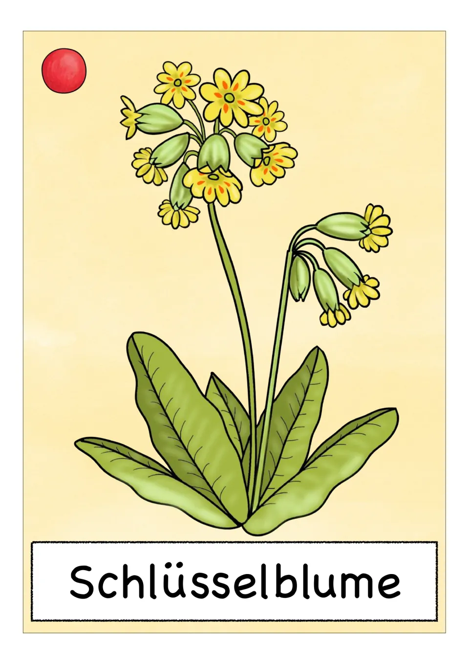 German flower vocabulary card labeled 'Schlüsselblume' (cowslip), showing clusters of small yellow flowers