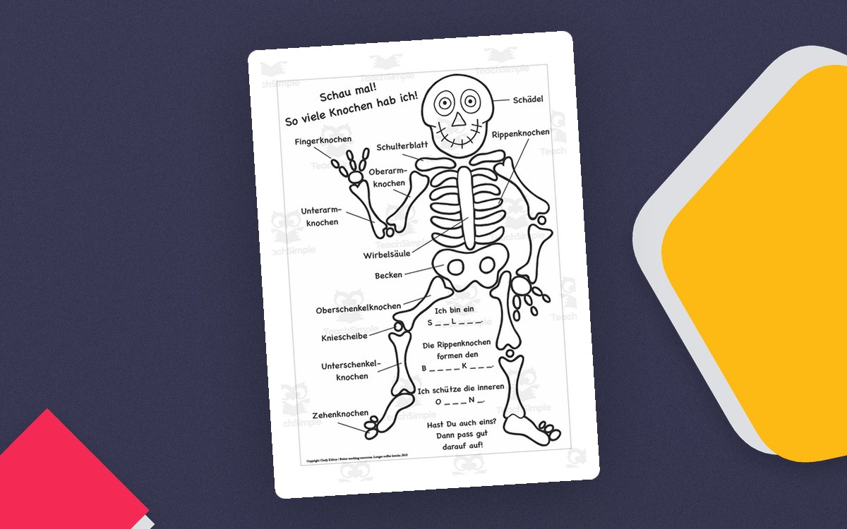 German Skeleton Worksheet – Label the Bones preview