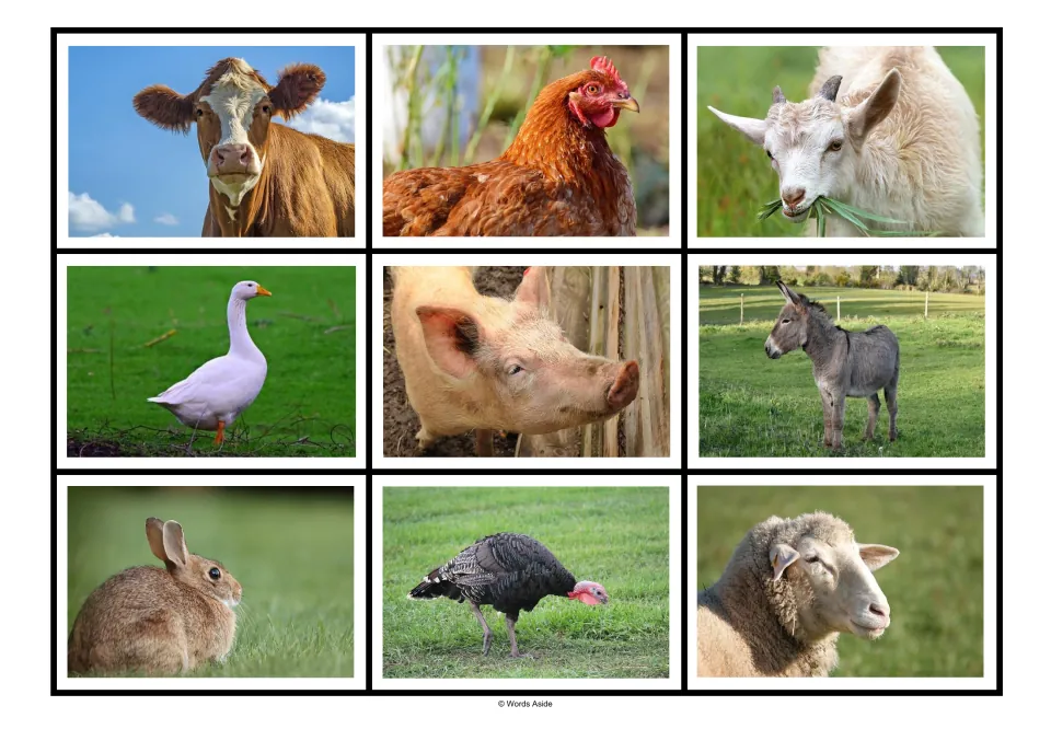 Farm animal matching board 1: nine photos, including a brown cow, hen, white goat, goose, pig and donkey