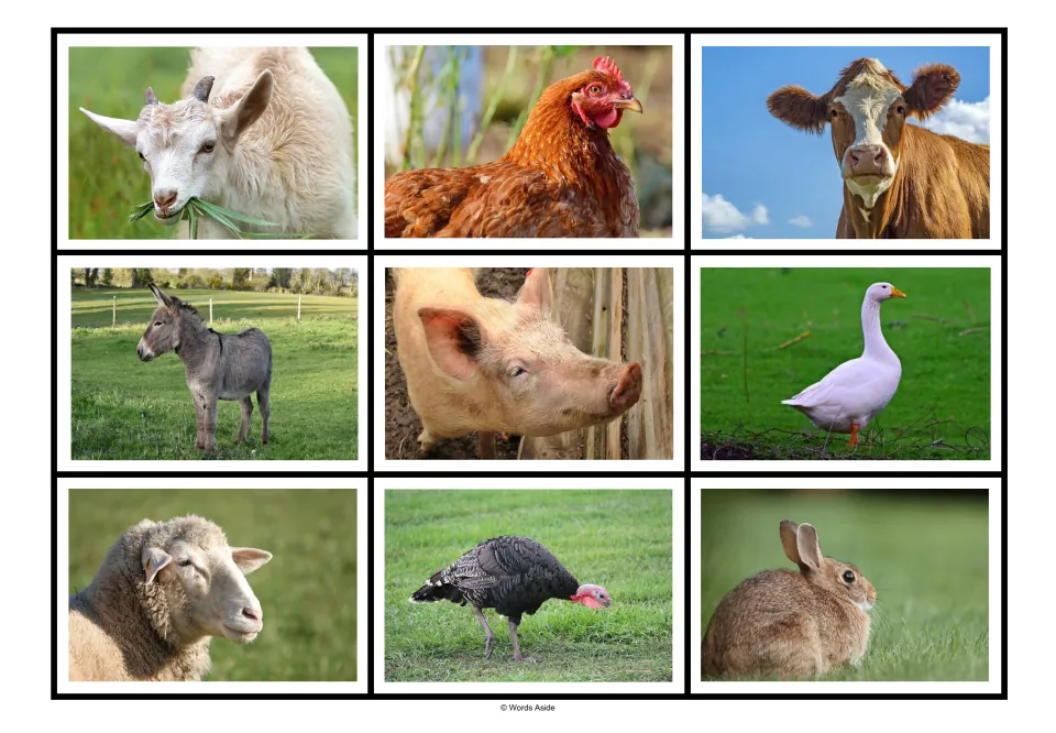 Farm animal matching board 2: nine photos rearranged, with goat, hen and cow first, and sheep before rabbit
