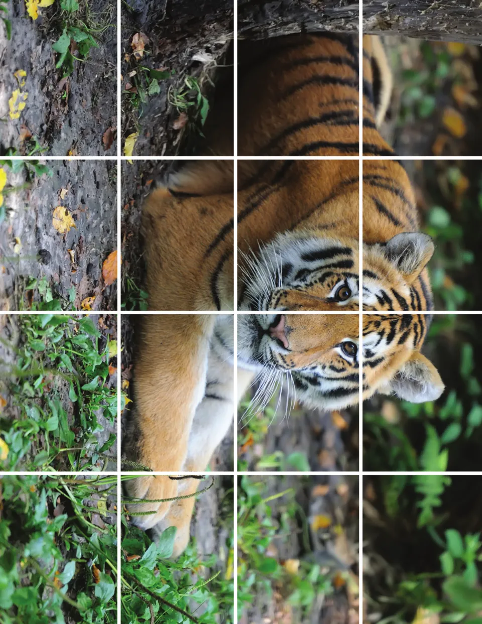 Tiger photo puzzle: a tiger lying on leafy ground, divided into 16 pieces for students to cut apart and reassemble