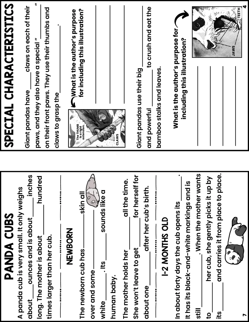 Notes booklet pages 4 and 7 explore panda claws, thumbs, jaws, teeth, newborn cubs, and early maternal care.