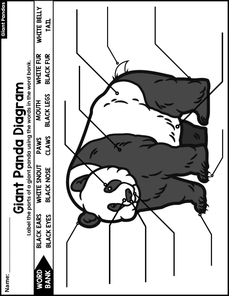 Panda labeling activity uses a word bank to identify ears, eyes, snout, nose, paws, claws, fur, and more.