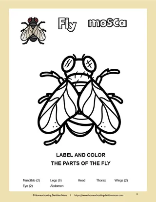 God Created Bugs and Insects Activity Pack – sample page 3