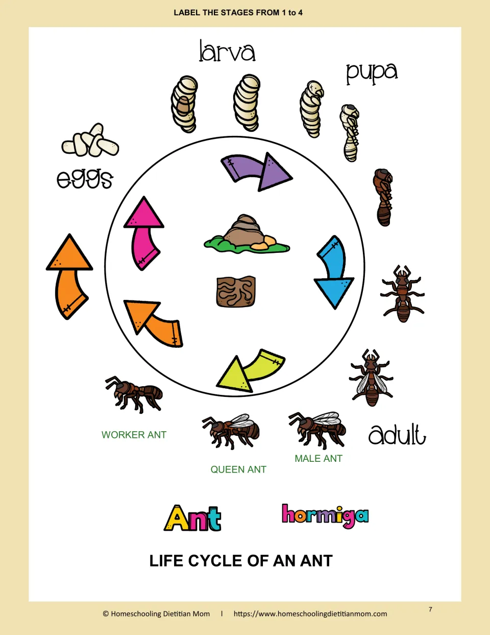 Life cycle of an ant: students number eggs, larva, pupa and adult 1 to 4; worker, queen and male ants are pictured