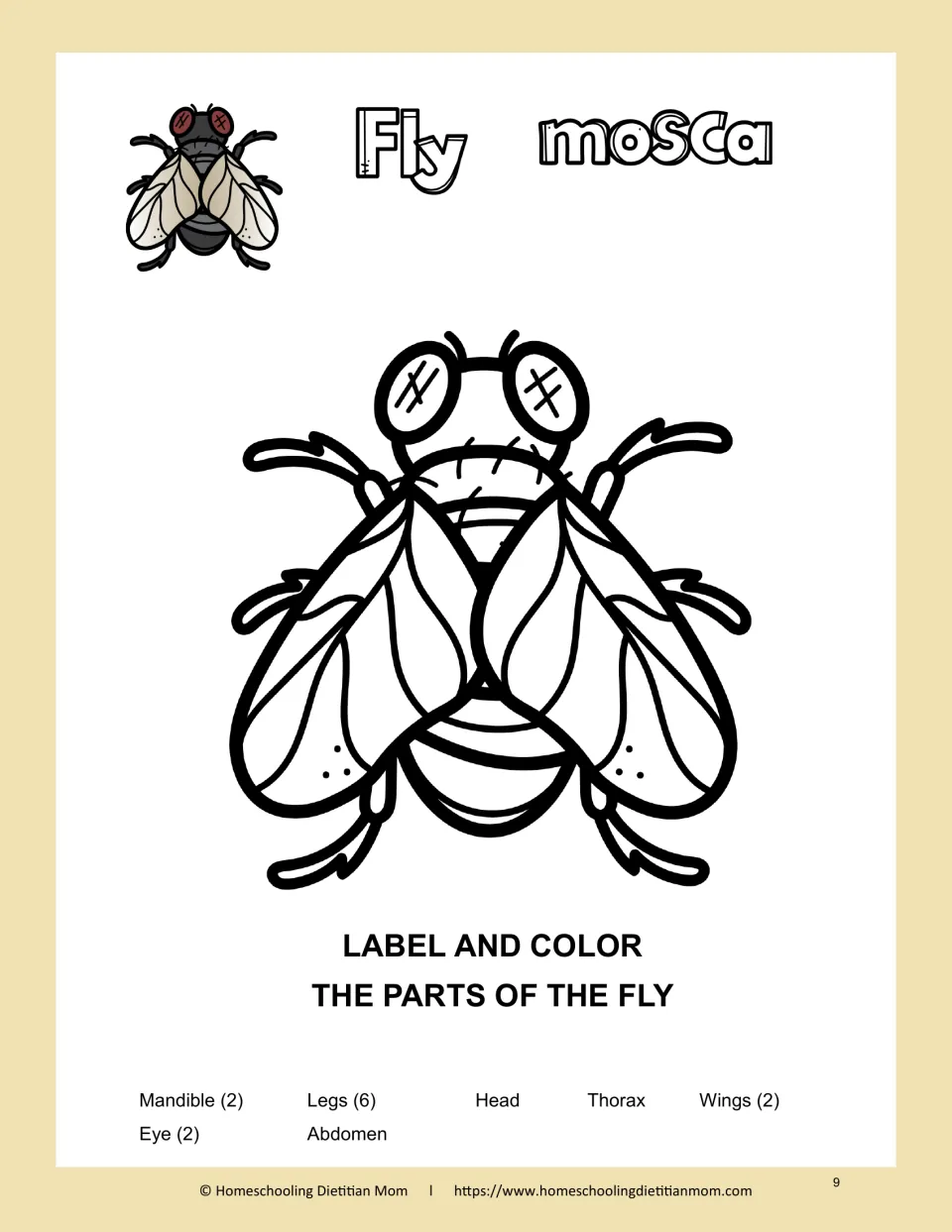 Fly anatomy: students label and color the head, thorax, abdomen, eyes, six legs and two wings of a housefly