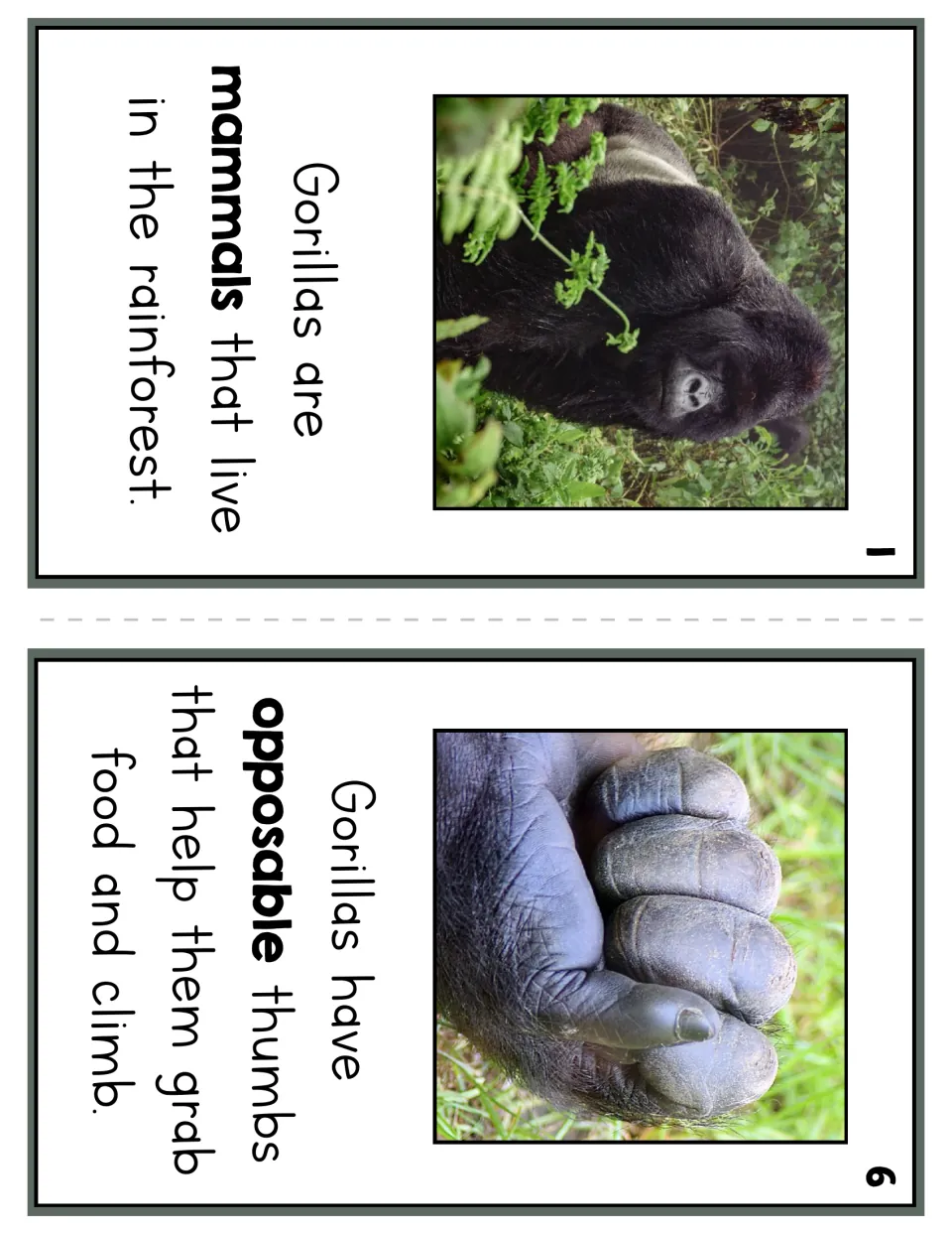 Reader pages 1 and 6 introduce rainforest mammals and opposable thumbs that help gorillas grab food and climb
