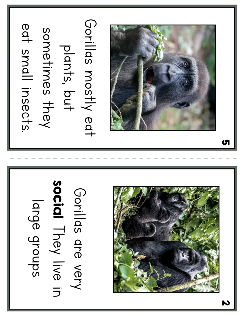 Reader pages 5 and 2 explain that gorillas mostly eat plants, sometimes eat insects, and live in large groups