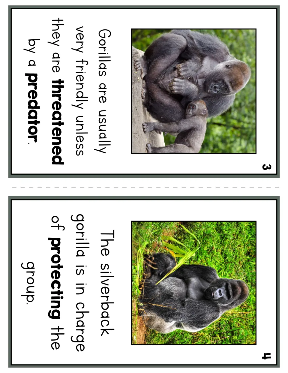 Reader pages 3 and 4 describe gorillas as usually friendly unless threatened and silverbacks as group protectors