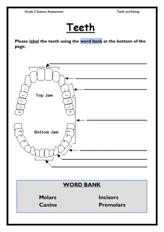 Grade 2 Teeth and Eating Science Assessment – sample page 2