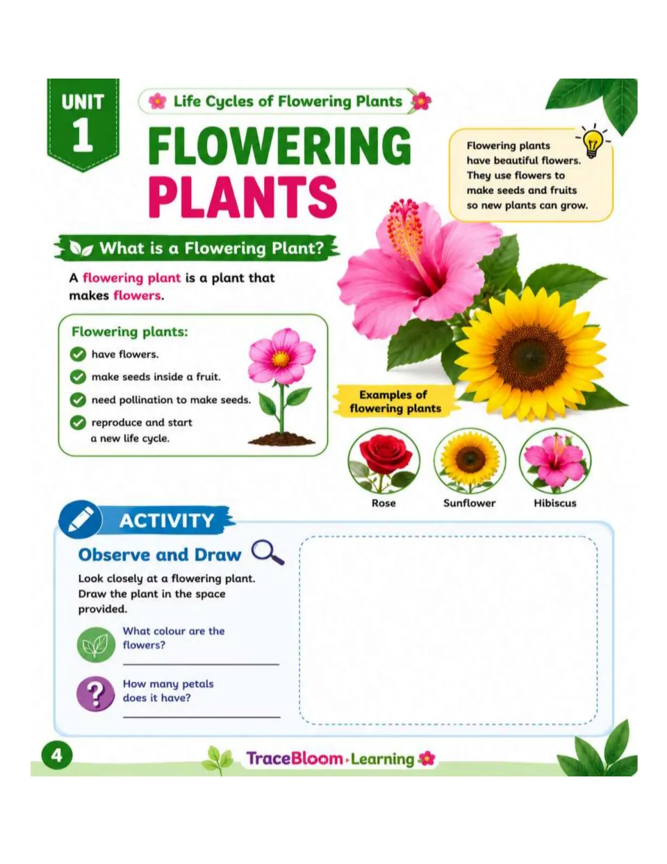 Flowering plant lesson uses rose, sunflower, and hibiscus examples, then asks students to observe and draw