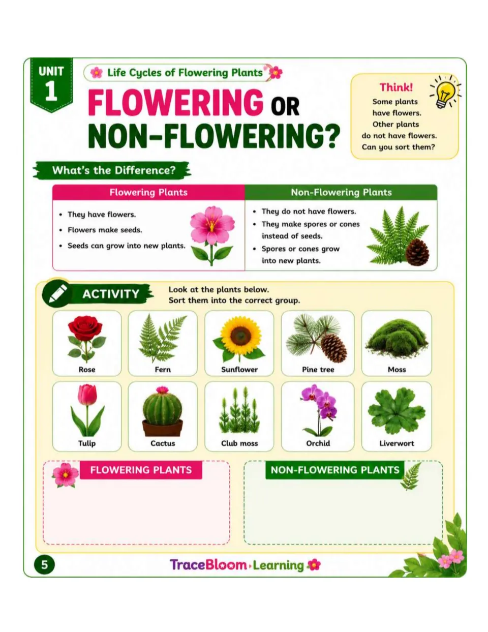 Plant classification lesson compares flowering and non-flowering plants, then asks students to sort 10 examples