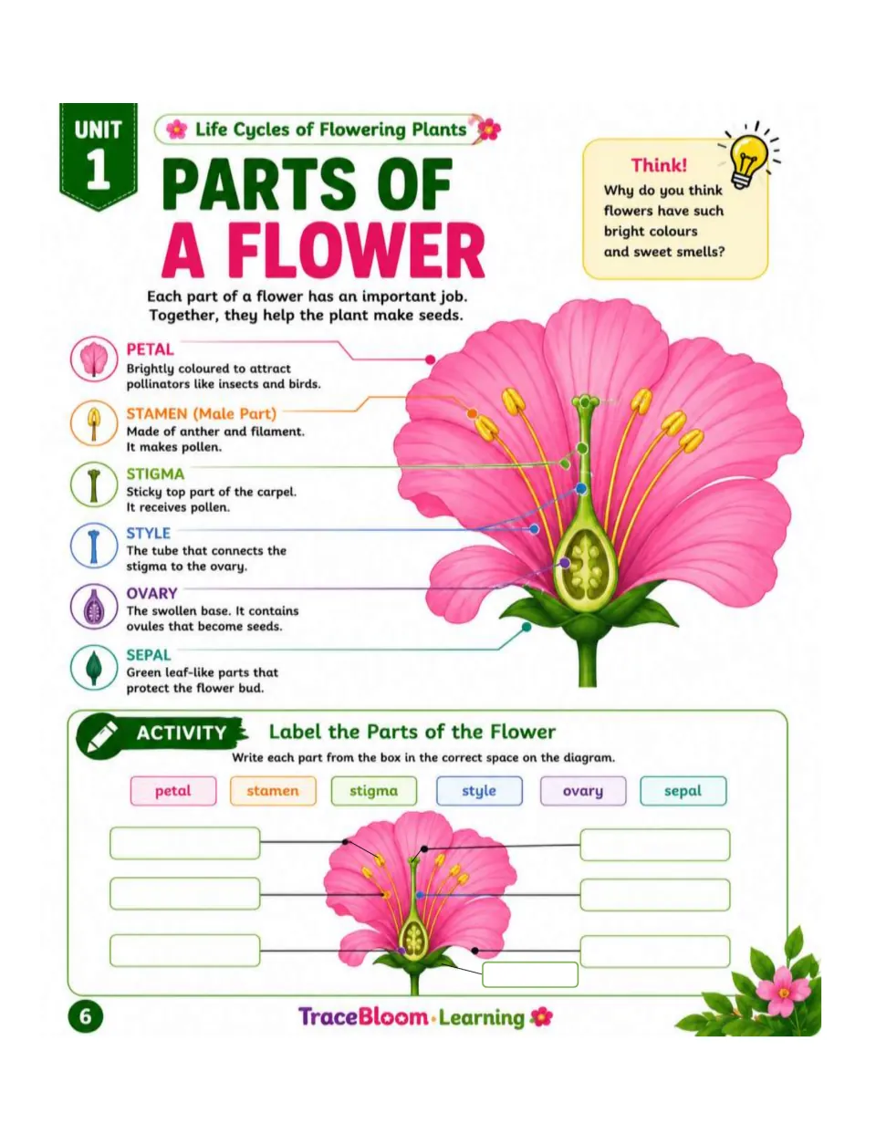 Flower anatomy lesson explains petal, stamen, stigma, style, ovary, and sepal, followed by a labeling activity