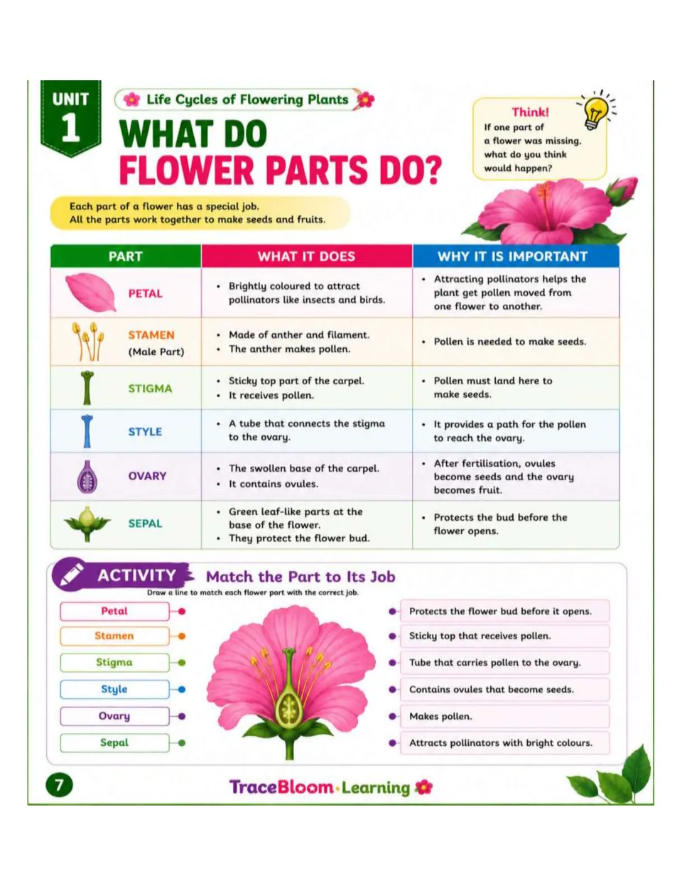 Flower parts lesson explains six structures and their roles, then asks students to match each part to its job