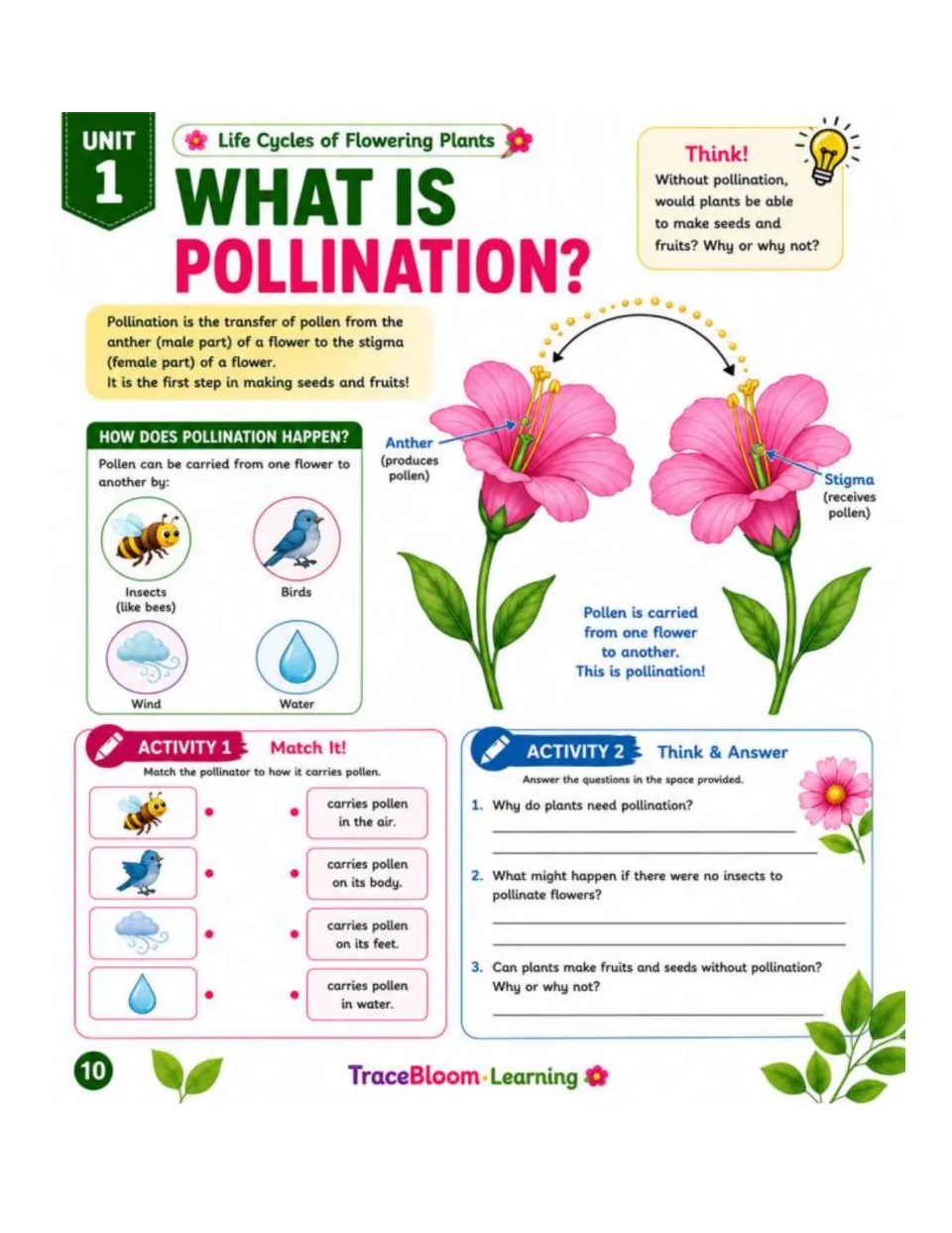 Pollination lesson diagrams pollen transfer from anther to stigma, with carrier matching and three questions