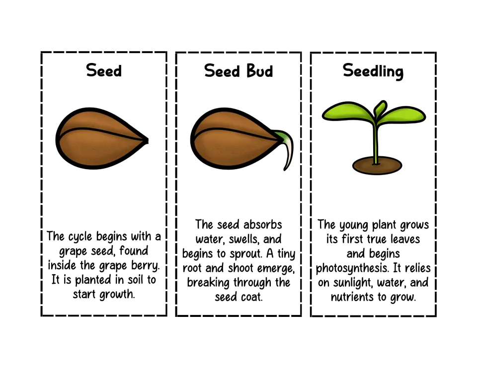 Grape life cycle cards for Seed, Seed Bud and Seedling: students cut out each picture card with its stage description