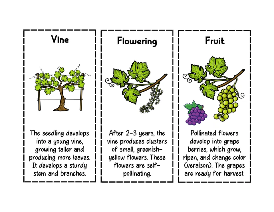 Grape life cycle cards for Vine, Flowering and Fruit: students cut out the later stages, from young vine to ripe grapes