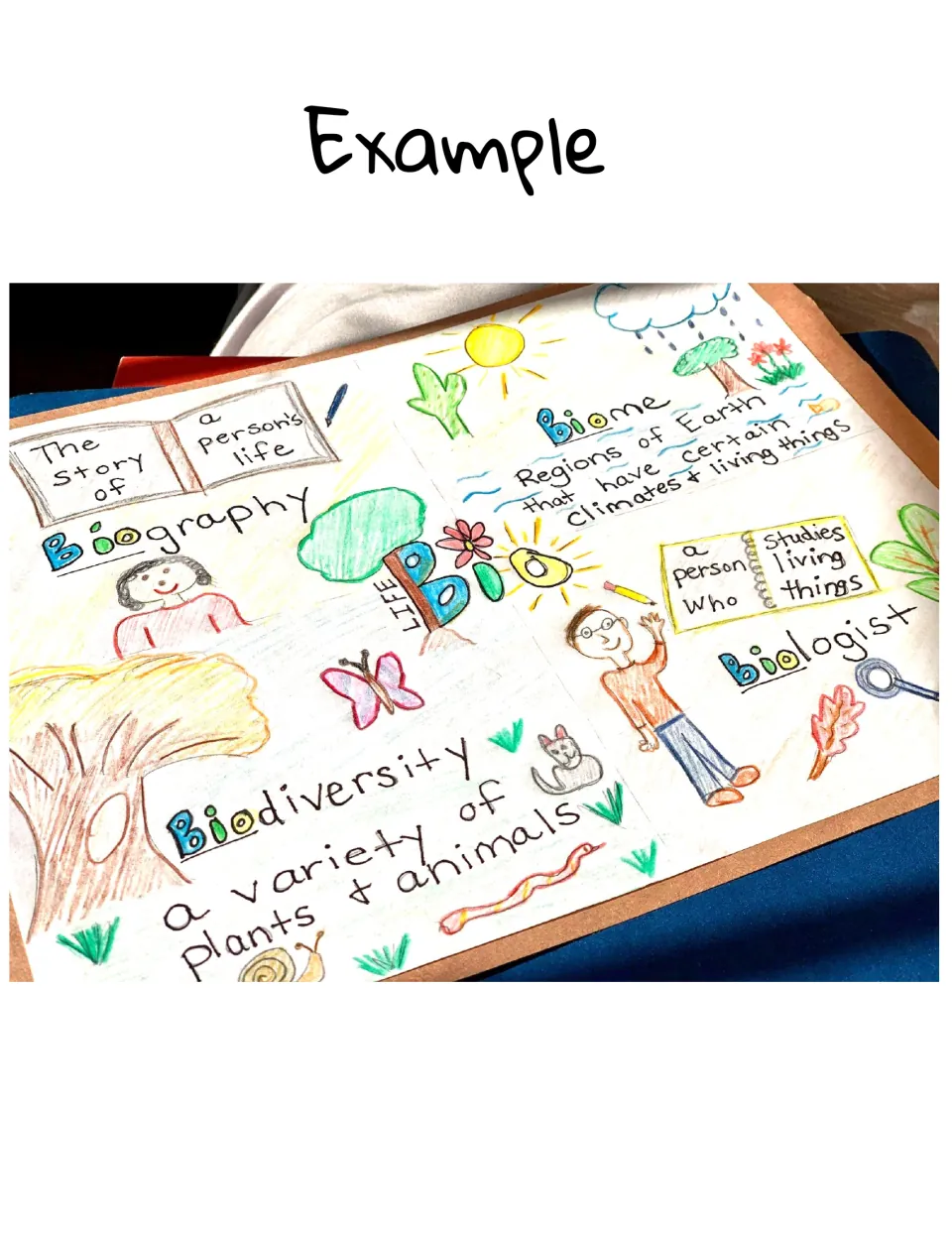 Student example poster for bio (life): biography, biome, biologist and biodiversity with definitions and coloured drawings