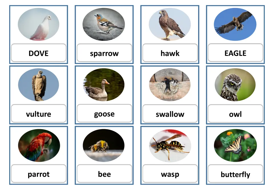 Flashcards 1–12 in the second version: DOVE and EAGLE in uppercase, plus ten lowercase bird and insect labels