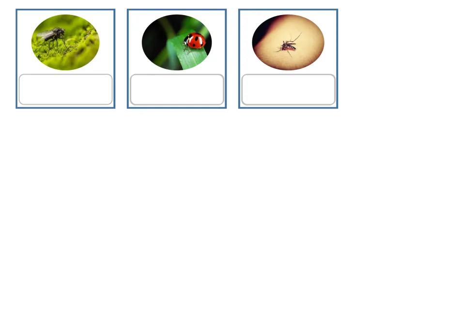 Flashcards 13–15 in the blank-label version: housefly, ladybug and mosquito photos for word-to-picture matching