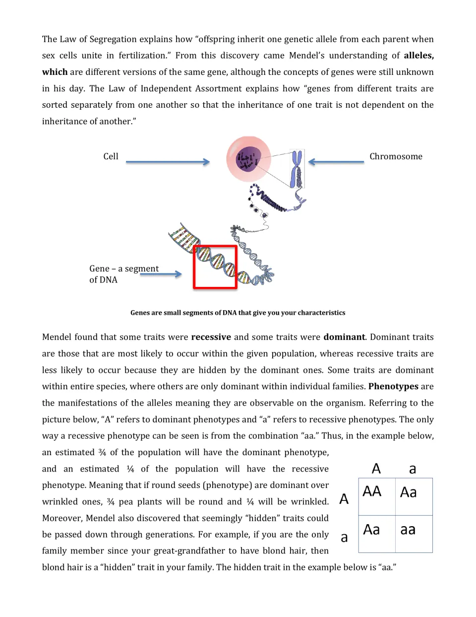 Reading on segregation, alleles and dominant vs recessive traits, with a cell-to-DNA gene diagram and an Aa Punnett square