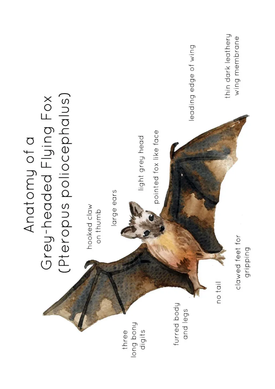 Anatomy poster of a gray-headed flying fox labeling its hooked thumb claw, large ears, wings, and clawed feet.