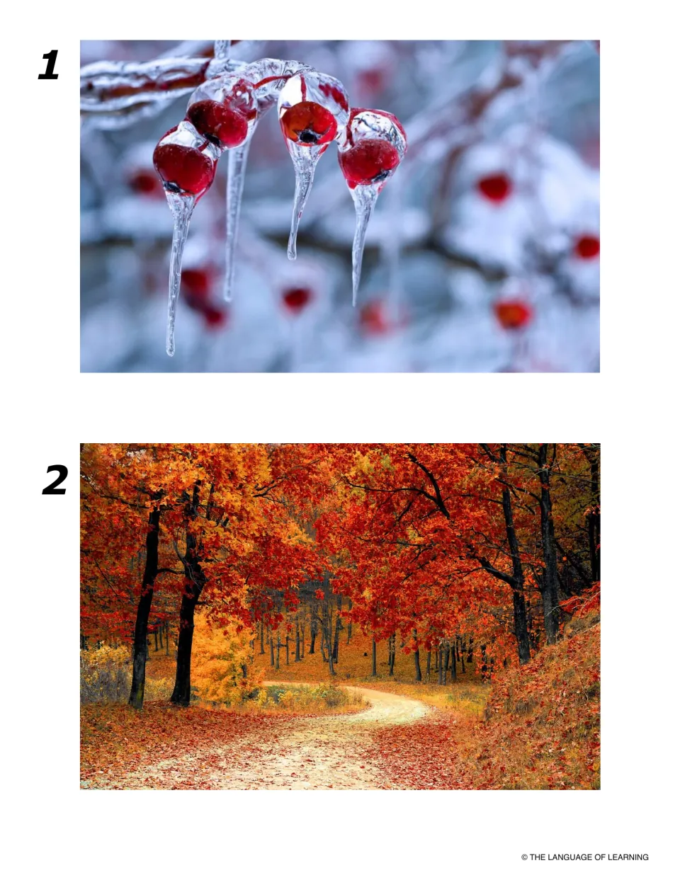 Haiku prompt photos 1 and 2: red berries encased in ice with icicles, and an autumn forest path under orange leaves