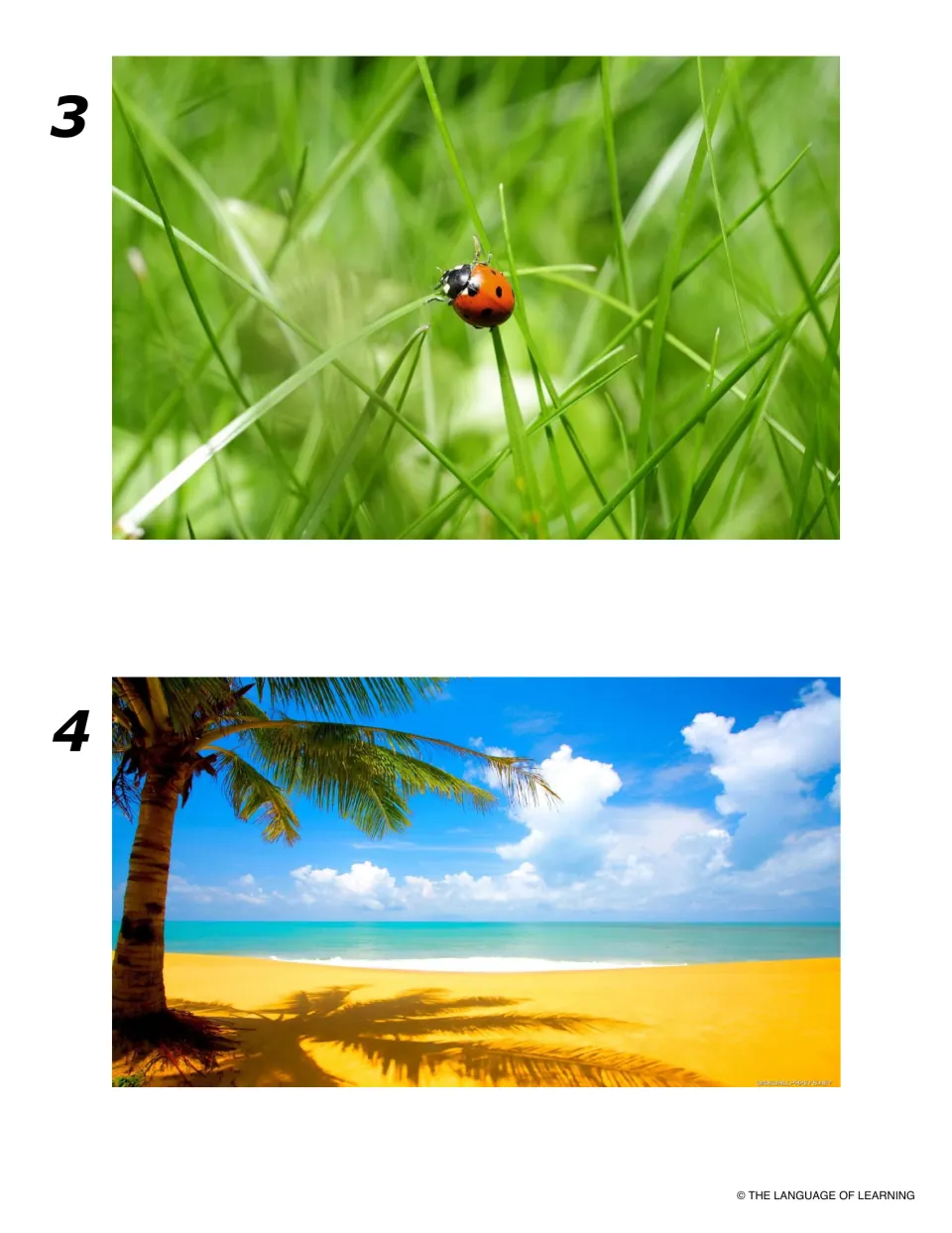 Haiku prompt photos 3 and 4: a ladybug climbing green grass blades, and a palm tree on a sunny beach by turquoise sea
