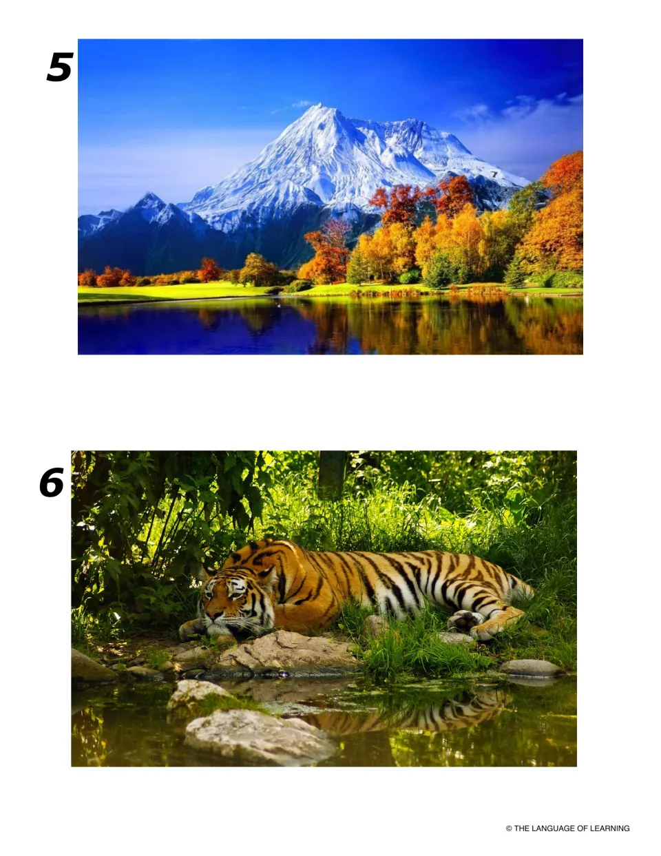 Haiku prompt photos 5 and 6: a snowy mountain over autumn trees and a still lake, and a tiger resting beside a pond