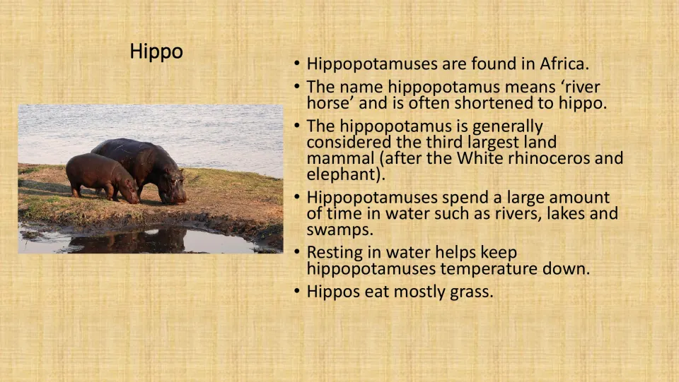Hippo fact sheet pairs a color photograph with six facts about Africa, the animal's name, size, water, and diet.