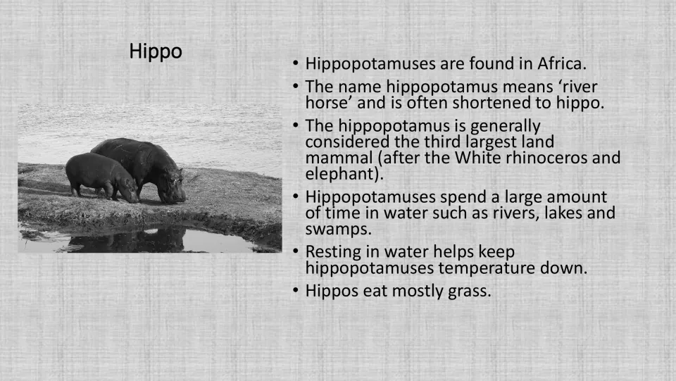 Grayscale hippo fact sheet includes a photograph and six facts, including the name 'river horse' and a grass diet.