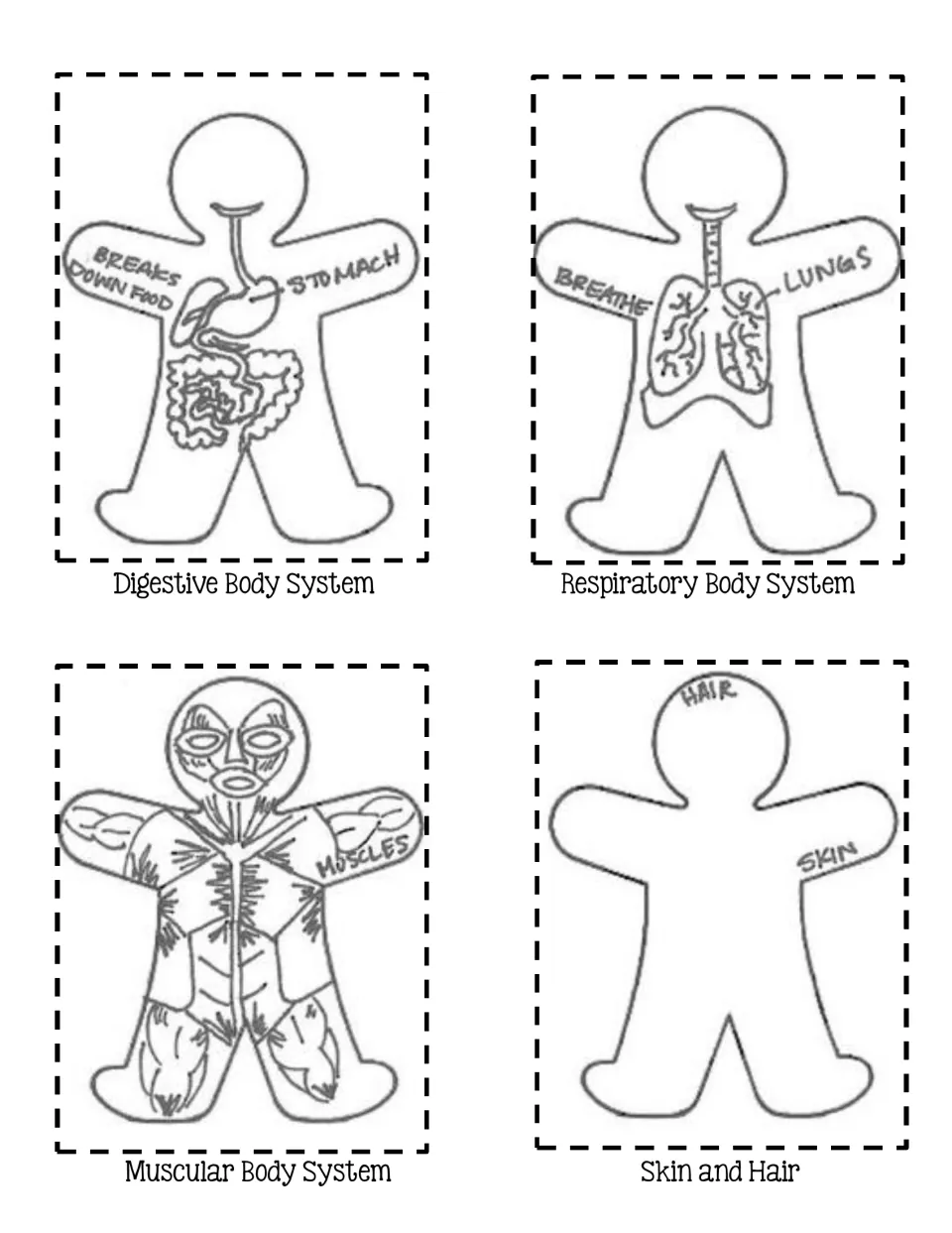 Cut-out pieces for the layered body: digestive, respiratory, muscular, and skin and hair figures with labeled parts